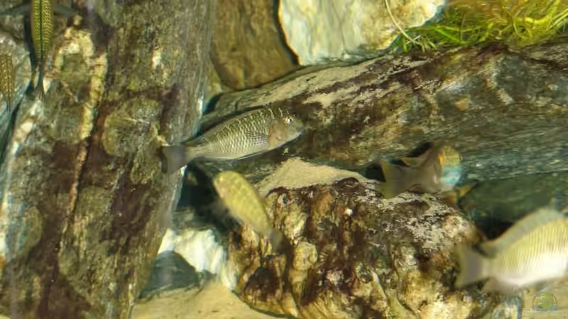 Tropheus von Ferdinand Aichinger (23)