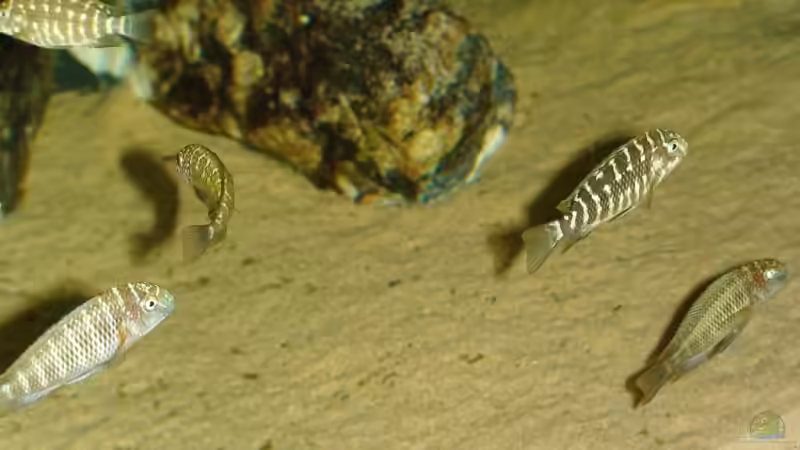 Tropheus von Ferdinand Aichinger (24)