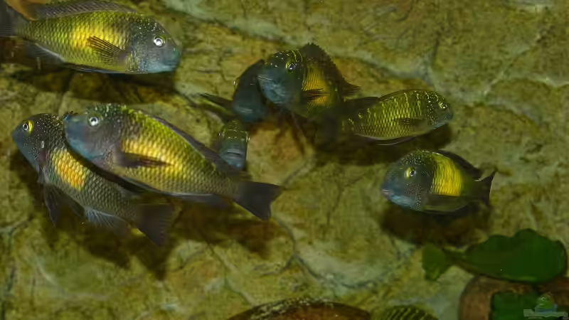 Tropheus von H.K-Mika (35)