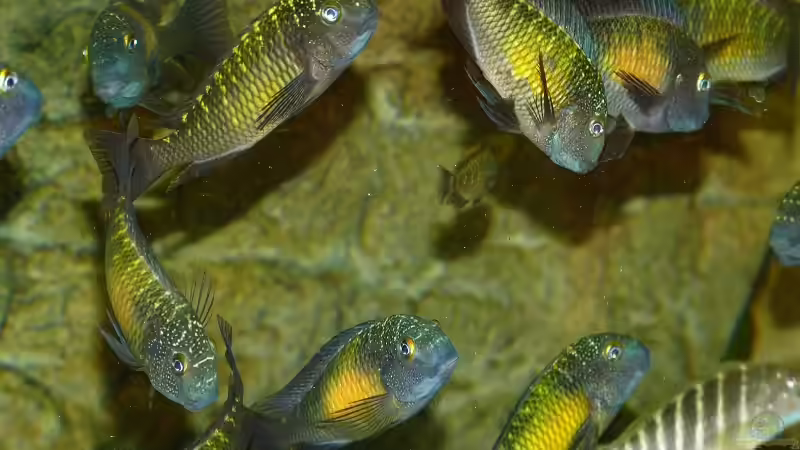 Tropheus von H.K-Mika (36)