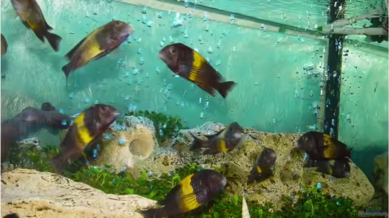 Tropheus von Mathi-n (15)