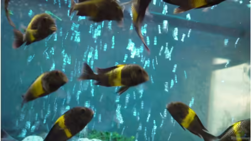 Tropheus von Mathi-n (16)