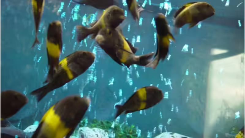 Tropheus von Mathi-n (17)