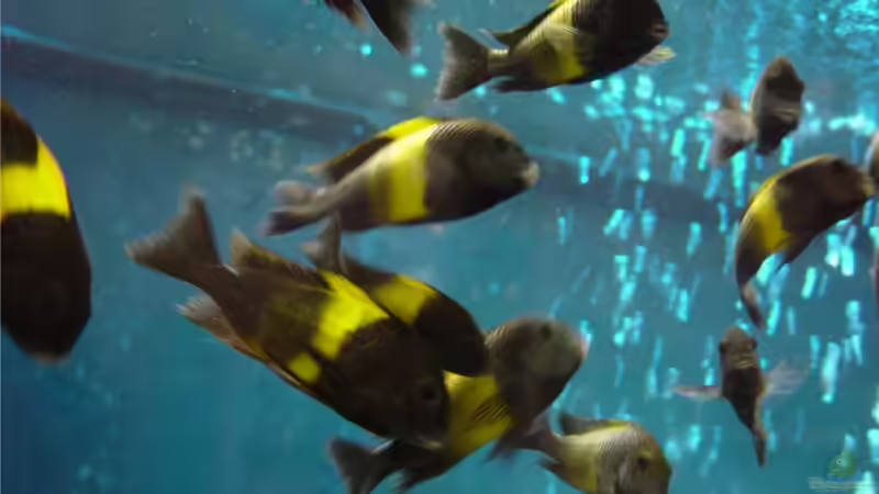 Tropheus von Mathi-n (18)