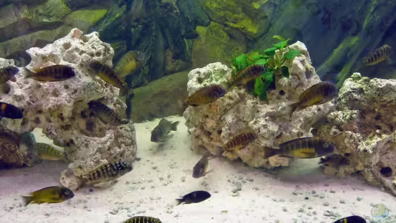 Tropheus von Torsten Osterland