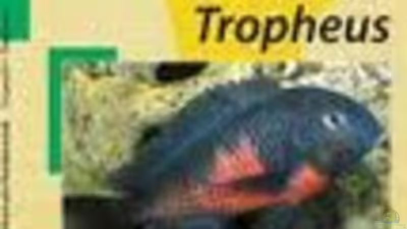 Tropheusbücher 1 von H.K-Mika (5)