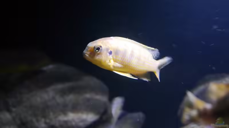 Trophops mauve yellow WF von Jan Steger (21)