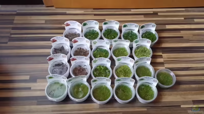 Tropica 1-2-GROW! von Kai-Uwe M (10)