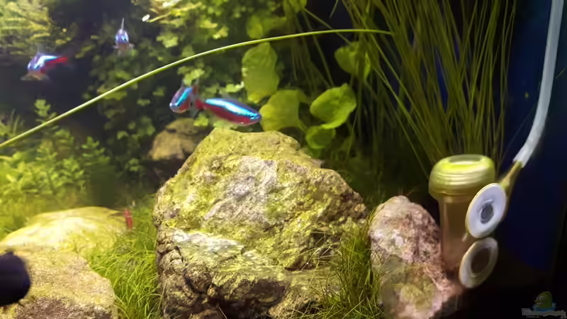 Tropica CO2 Diffusor von Der Nicky (54)