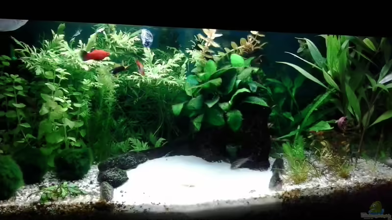 Tropisch,12/.2013 von Jody Wynn (11)