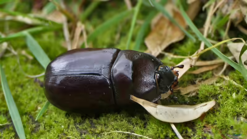 Tropische Käfer im Terrarium halten - umfassender Leitfaden für Einsteiger und Fortgeschrittene