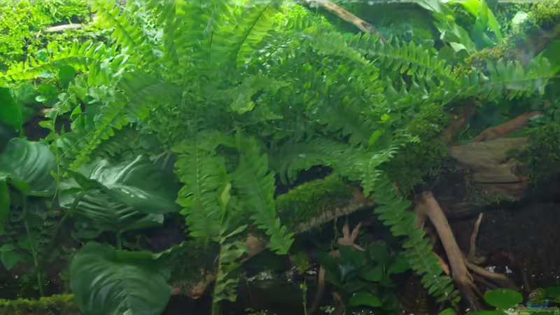 tropischer Farn von gkr123 (17)