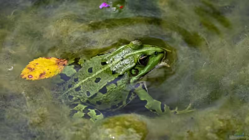 Trübes Wasser im Gartenteich: Ursachen, Lösungen und nachhaltige Vorbeugung