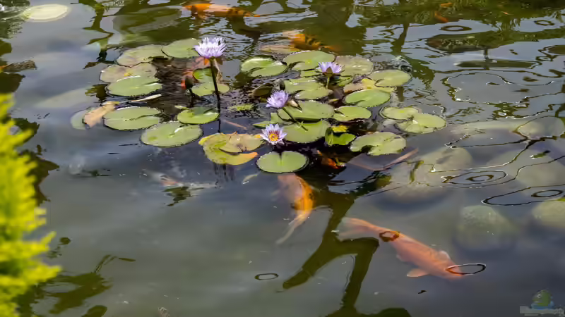 Trübes Wasser im Gartenteich: Ursachen, Lösungen und nachhaltige Vorbeugung