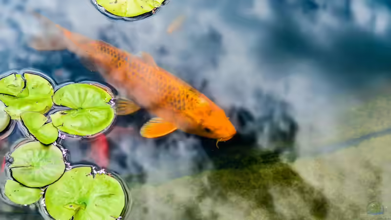 Trübes Wasser im Gartenteich: Ursachen, Lösungen und nachhaltige Vorbeugung
