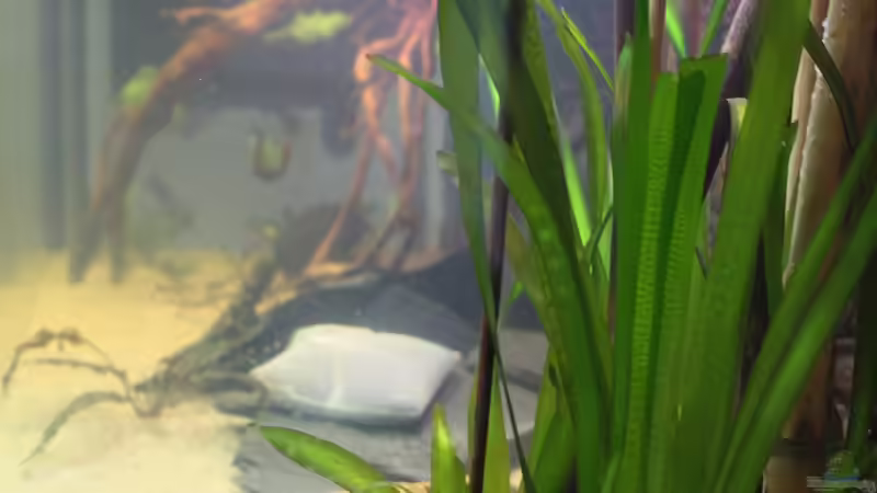 Trübung ist fast weg - 07.11. von Wabi (6)