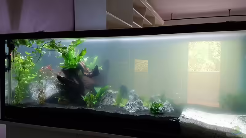 Trübung von Sunnyboy_72 (8)