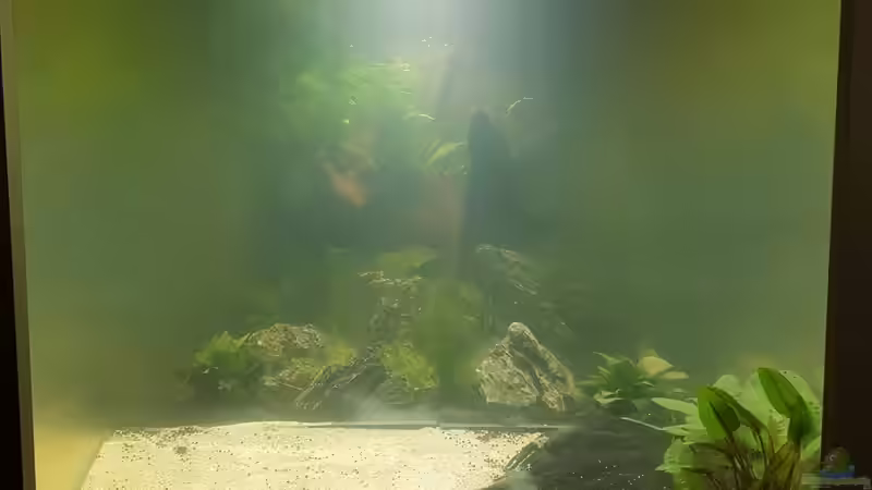 Trübung von vorn von Sunnyboy_72 (10)