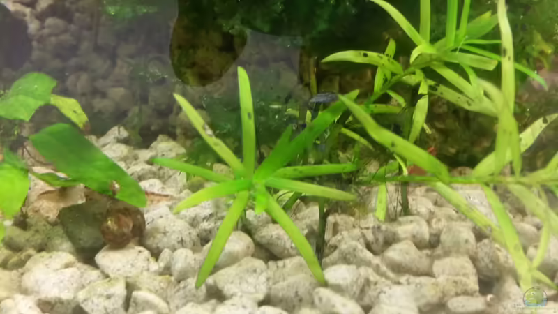 Trugkölbchen brauchten eine gewisse Eingewöhnung, nun kommen frische Triebe von ogra (7)