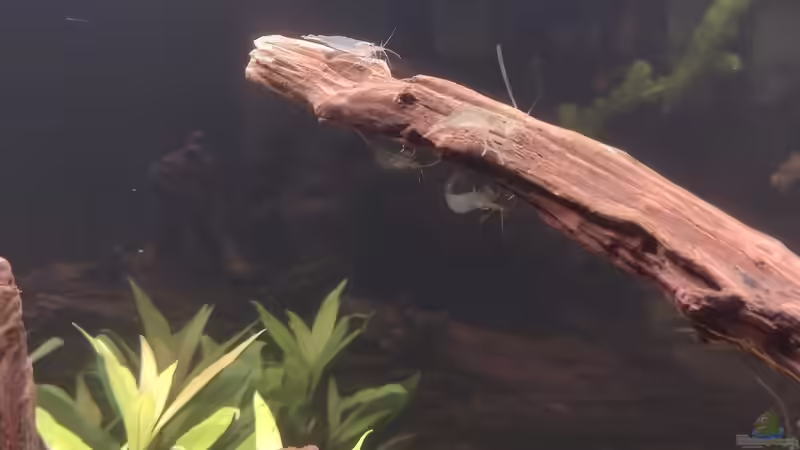 Trupp Amanos 16.10.2021 von C-NA (37)