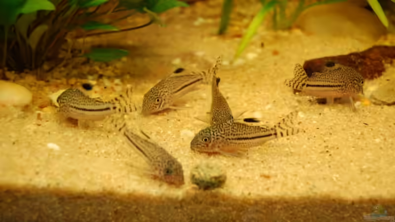 Trupp Corydoras trilineatus von Dirk Leidecker (15)