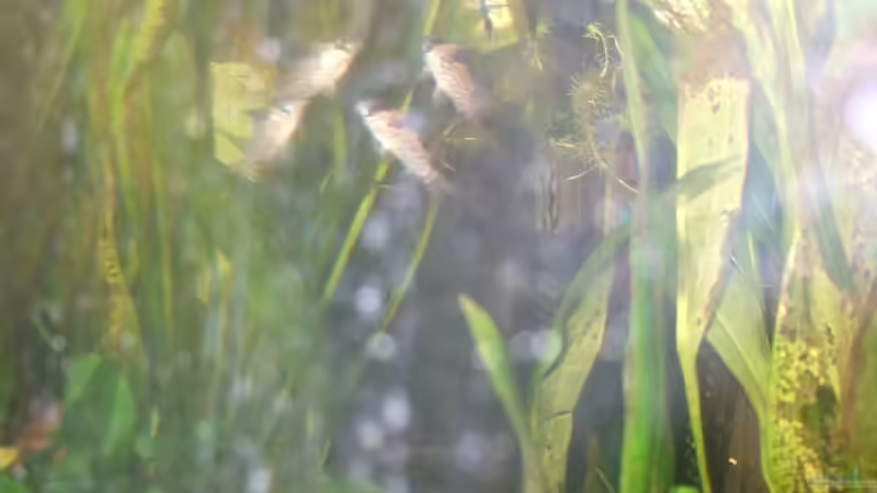 Trupp Panzerwelse von Tobi L. (26)