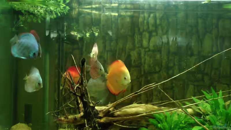 Truppe von kellerkind (41)