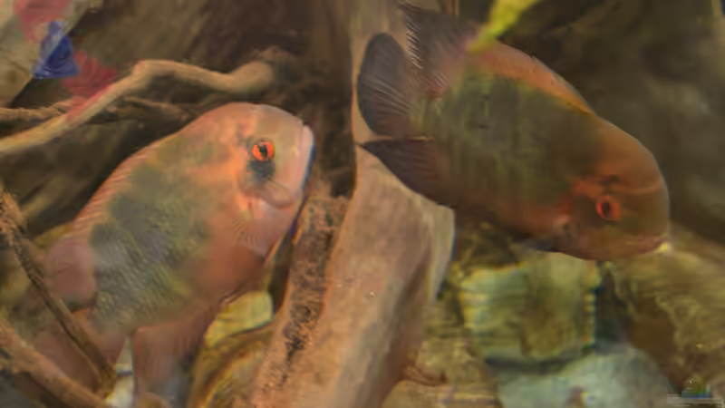 Try and Error, oder eine Geschichte aus dem Leben eines Aquarianers