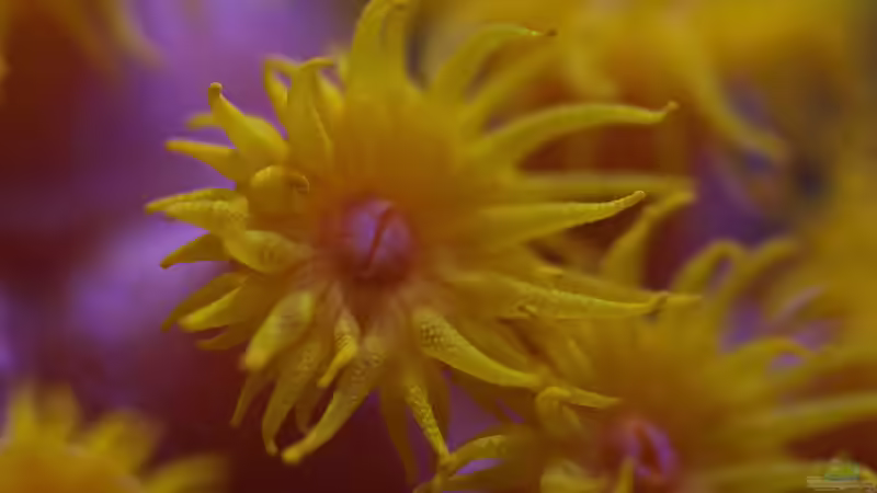 Tubastraea von Traum-Hobby.de (7)