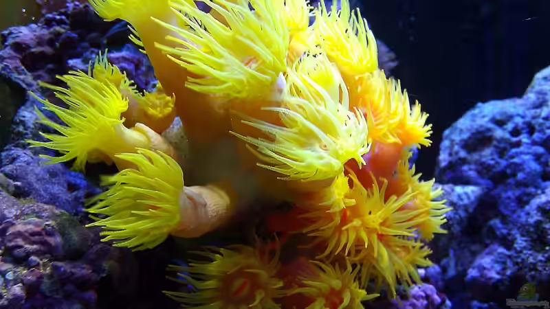 Tubastrea faulkneri von snoopy2008 (28)