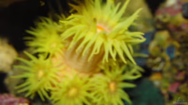 Tubastrea faulkneri von Steffen Ruck (40)