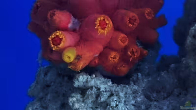 Tubastrea von ~Elena~ (29)