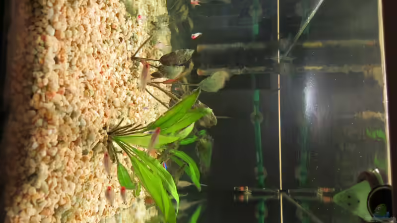 Tubifex-Sieb von Mirko (4)