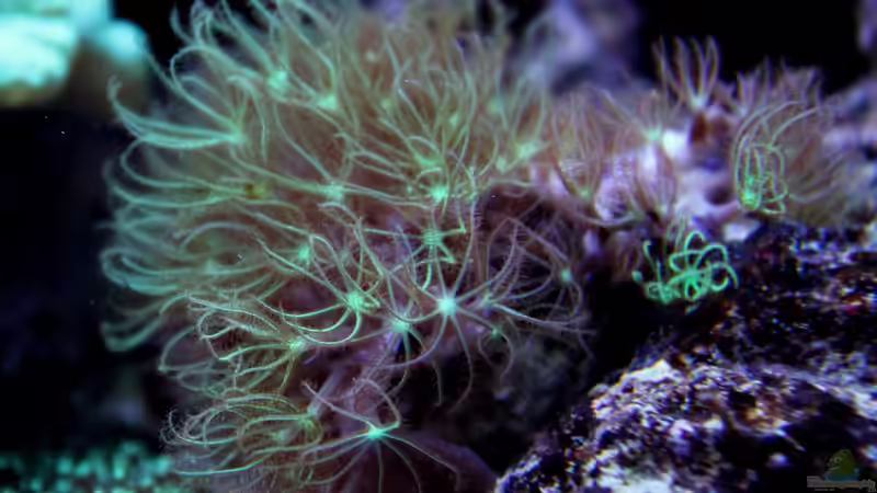 Tubipora von die Perle... (11)