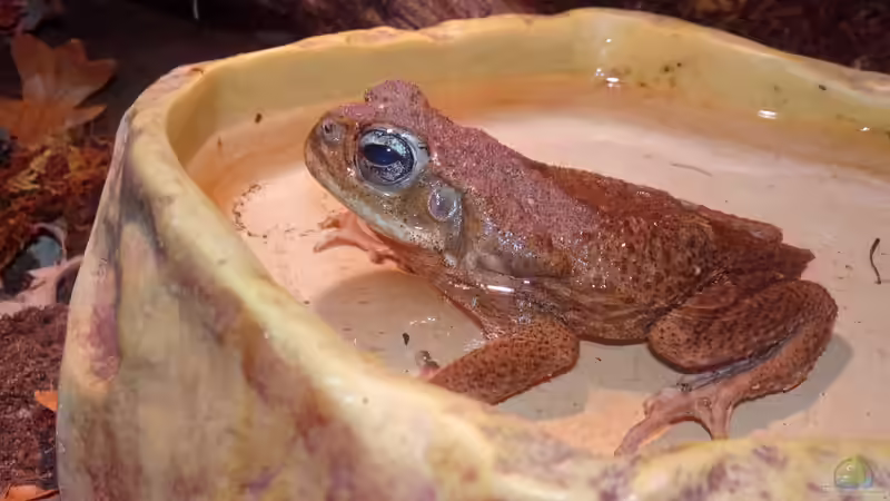 Tucholsky badet an von Cichliden-Kabuff (12)