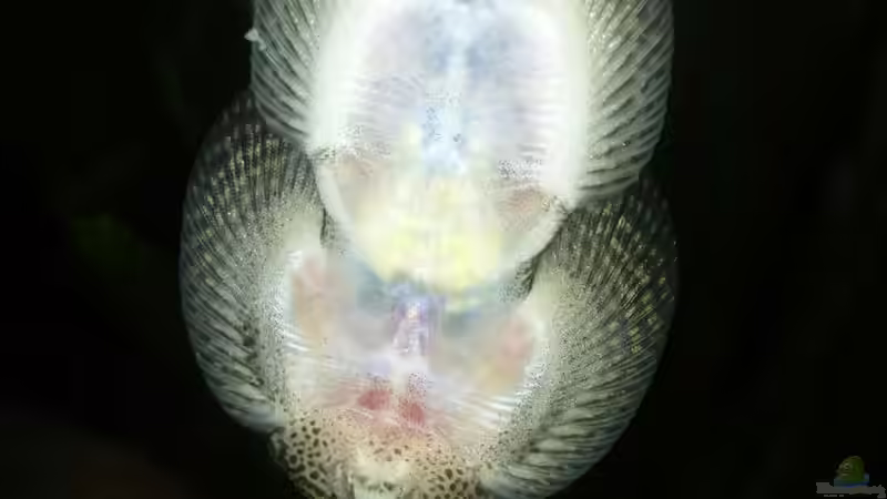 Tüpfel-Flossensauger von unten, weiblich  von Miss Kasimir (33)