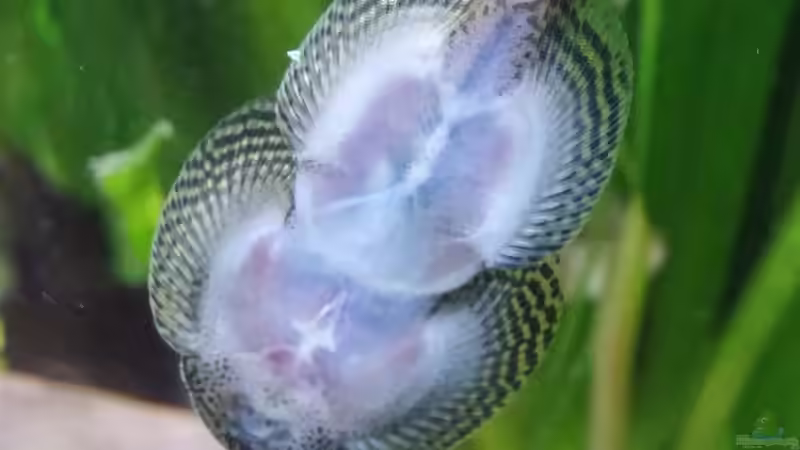 Tüpfel-Flossensauger von unten von Miss Kasimir (32)