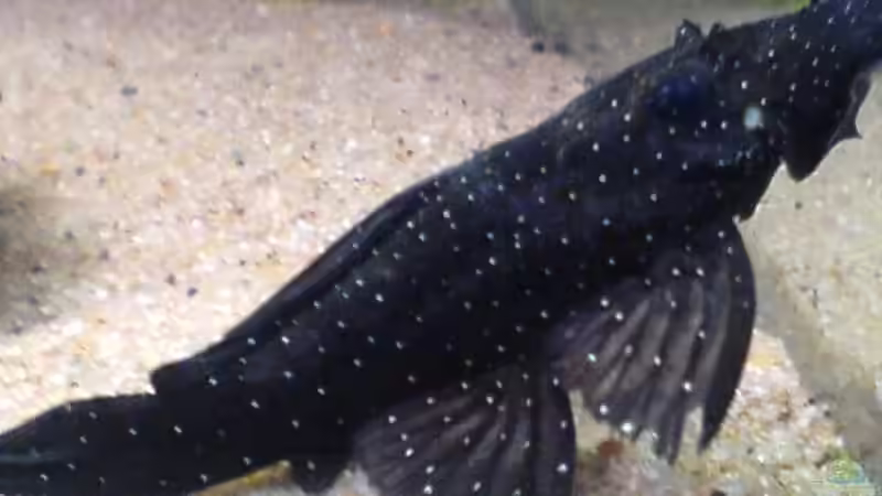 Tüpfelantenenwels von Ben (6)