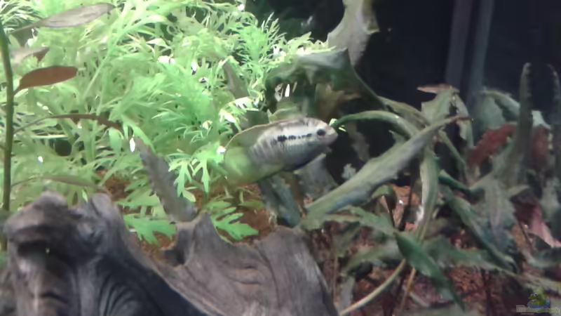 Aquarien mit Laetacara curviceps (Tüpfelbuntbarsch)