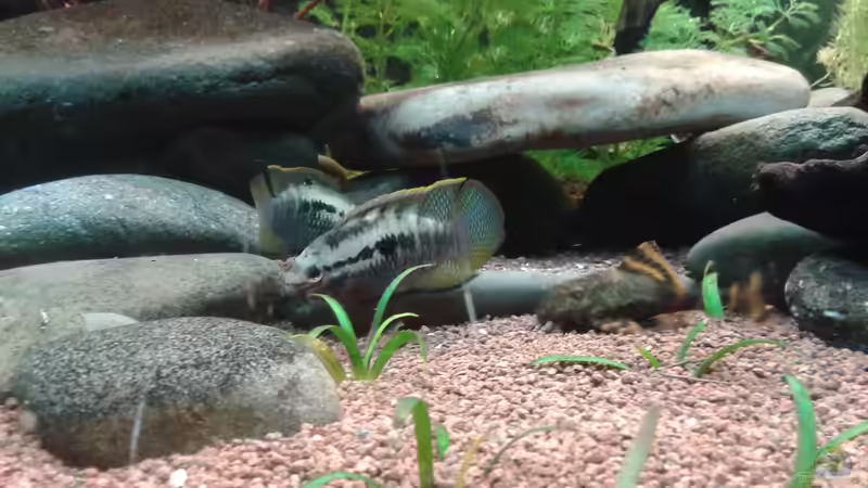 Aquarien mit Laetacara curviceps (Tüpfelbuntbarsch)