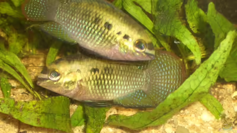 Tüpfelbuntbarsche von bobbyfee (18)