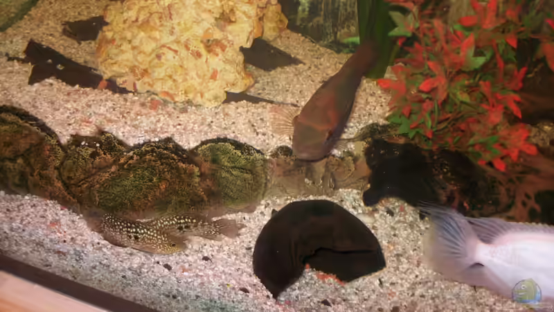 Türkis Perlcichlide von fischmutti (13)