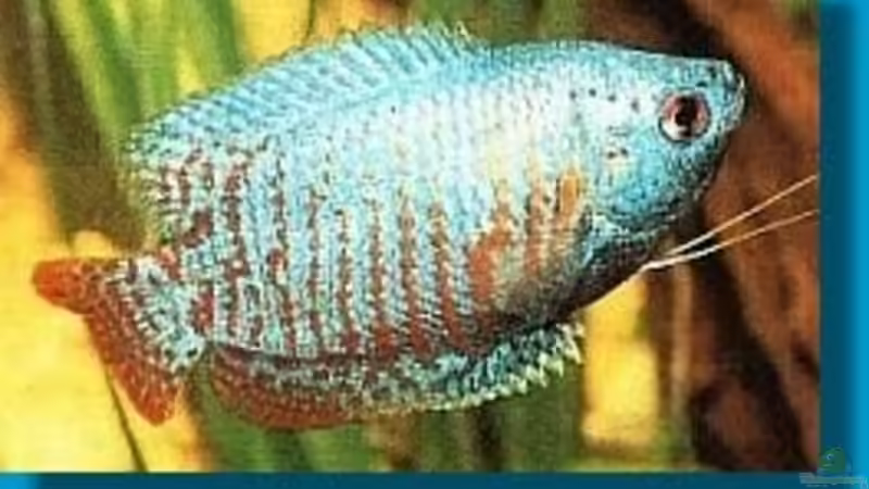 türkisfarbener ZWergfadenfisch von Shaggy90 (10)