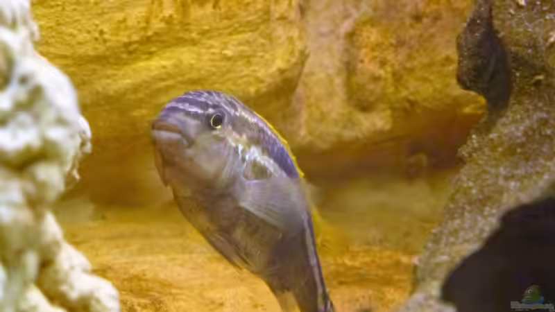 Türkisgoldbarsch - Melanochromis auratus von Ecky (13)