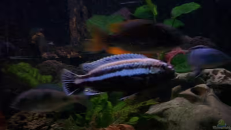 türkisgoldbarsch-m- von Stefan Buchwald (9)