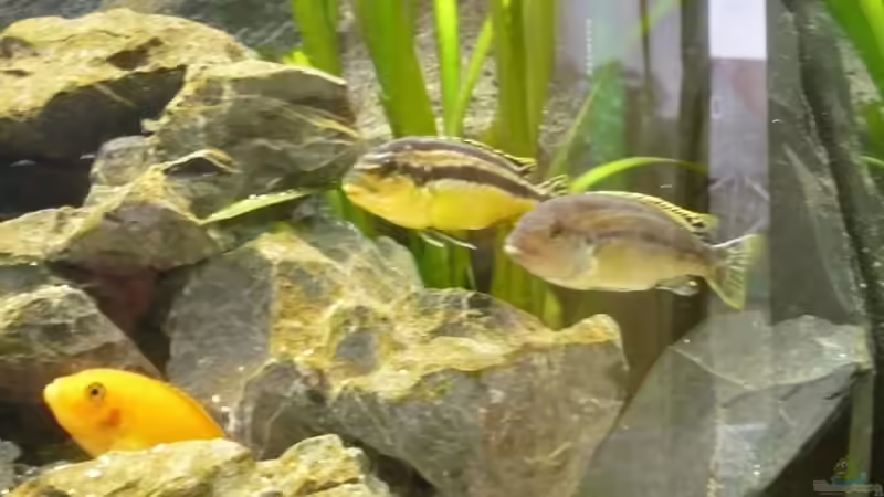 Türkisgoldbarsch Pärchen von tobinord (9)