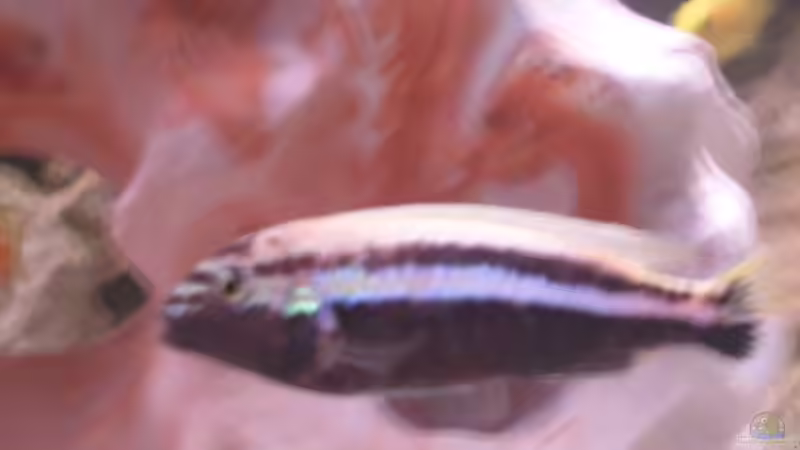 Türkisgoldbarsch von Christian Müller (10)