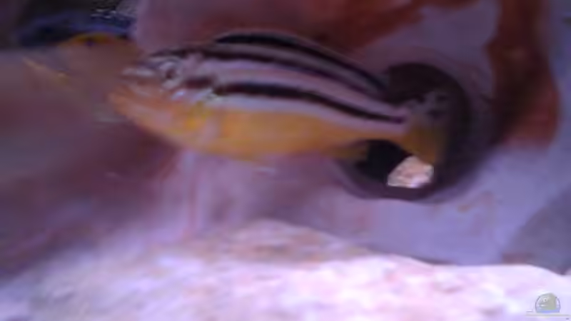 Türkisgoldbarsch von Christian Müller (11)