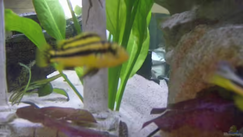 Türkisgoldbarsch w. von Julchen1985 (15)