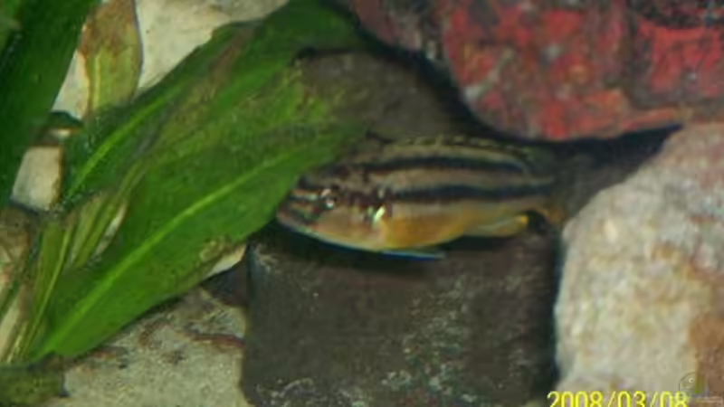 türkisgoldbarsch-w- von Stefan Buchwald (10)